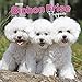 Produktbild Bichon Frisé Puppies - Gelockter Bichon Welpen 2019 - 18-Monatskalender mit freier DogDays-App (Wall-Kalender)