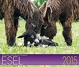 Esel Kalender 2015: Geliebte Esel by
