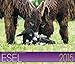Esel Kalender 2015: Geliebte Esel by