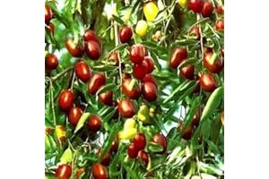 Rotyroya 100 Stück süße Jujube-Samen, rotes Datum, Obst, Pflanze, Baum, Garten, Hinterhof, Bauernhof, Dekor Jujube-Samen