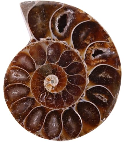 Fossile Di Pesce Reale 150 Milioni Di Anni - Provenienza Cina, Liaoning Occidentale - Foto 2