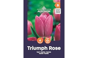 AGRONOM TESTED IN THE GARDEN AGRONOM | TULIPANES - TRIUMPH ROSE | Bulbos de flores perennes | Flores Rosa | Se cultivan en jardines de flores, macetas, se plantan en céspedes en flor | Paquete de 4 bulbos de flores