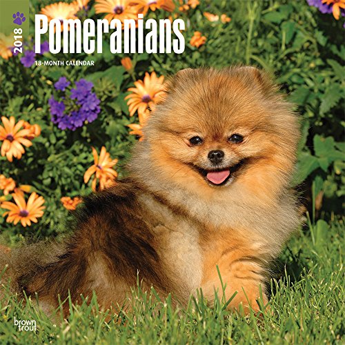 Download Pomeranians 2018 Wall Calendar Download Pomeranians 2018 Wall Calendar