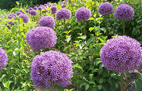 RIESEN LAUCH (Allium giganteum) – 30 Samen / Pack – Zierlauch – Winterhart Riesenlauch - 3