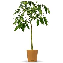 Bloomify Avocado Baum "Alejandro" | 110-120 cm hohe selbstfruchtende Avocado  Pflanze fr Kbel oder als Zimmerpflanze | Pflegeleichte Pflanze & leckere  Frchte : Amazon.de: Garten