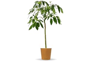 Bloomify® Avocado Baum "Alejandro" | 110-120 cm hohe selbstfruchtende Avocado Pflanze für Kübel oder als Zimmerpflanze | Pflegeleichte Pflanze & leckere Früchte