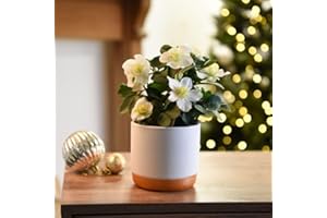 Hellebore ‘Christmas Carol’ 1 x 12cm Pot – Gift Wrapped Hardy Winter Flowering Plant | Evergreen Christmas Rose (Helleborus) for Gardens & Patios | White Blooms, Attracts Bees | by Thompson & Morgan