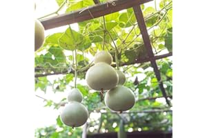 THOMPSON & MORGAN Gourd 'Bird House' Calabash Bottle Gourd Seeds Non-Edible, Natural Birdhouse Maker Grow Over Trellis or Fence Ave 6 Seeds Half-Hardy Annual By Thompson and Morgan