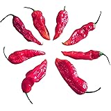 Bhut Jolokia Red 20 Samen (eine der extrem scharfen Chilis der Welt) mit Spitzenwerten von 1.000.000 Scoville