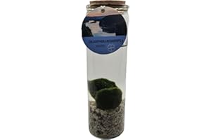 Verde Vivo Coppia di Alga Marimo Chladophora Aegagropila in vaso di vetro con ghiaia
