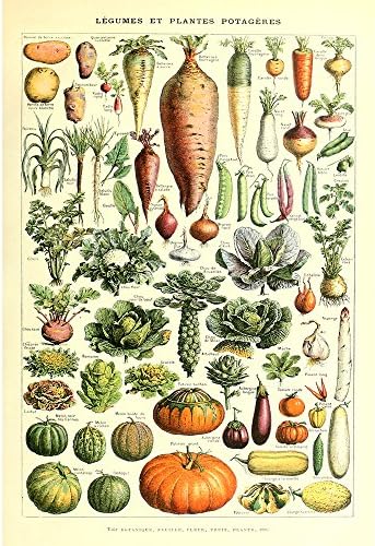 Vintage Poster Print Art Vegetable Chart Carrot Pumpkin Potato Identification Reference Wall Decor20.87'' x 31.50''
