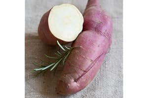 Sweet Potato 'Erato White'. Plug Plant x 6. Grow Your own Sweet Potatoes, yams. Available from Bedwen Plants