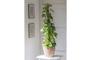 THOMPSON & MORGAN Extra Large Devil’s Ivy Climbing House Plant Air Purifying Easy to Grow Ceylon Creeper Climber Easy to Grow Your Own 1x 13cm Potted Plant by Thompson and Morgan