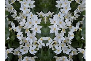 DIRECTPLANTS Solanum Jasminoides Alba Climbing Plant 30-50cm Supplied in a 9cm Pot