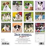 Image de Just Jack Russell Puppies 2017 Calendar