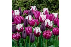 DUTCH BULBS EXCLUSIVE PLANTS FROM HOLLAND Dutch Bulbs Bulbos de tulipán Colección Purple & Black & White (25 piezas) tulipanes de Holanda, resistentes y perennes para jardín, macetas (grandes, sin semillas, no artificiales)