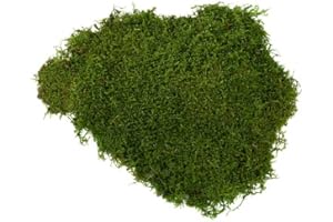 preserved Mousse Plate stabilisée, Mur Vegetal Interieur, Cadre Vegetal, Terrarium, Decoration Naturelle, DIY, Tableau Vegetal, compositions Florales, kokedama (Vert Nature, 500 grammes)