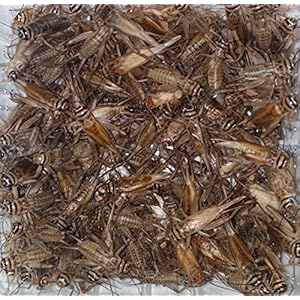 Heimchen mittel Dose Futterinsekten Reptilienfutter Futtertiere