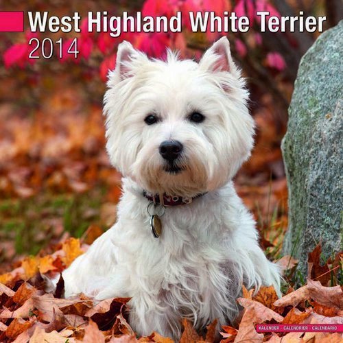 West Highland White Terrier 2014 (Calendar 2014) by Avonside Publishing (2013-08-01)