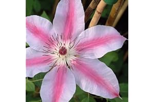 Plant Theory 60cm Cane Clematis Nelly Moser Pink Flowering Vine Climbing Plant 3L Pot