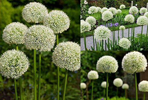 RIESEN LAUCH WEISS (Allium giganteum) – 30 Samen / Pack – Zierlauch – Winterhart – Riesenlauch - 3