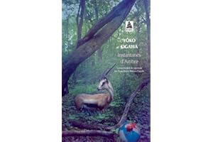 Instantanés d'Ambre