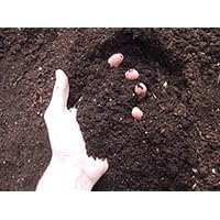 Homemade Organic Fertilizer Potting Soil Mi x Fertilizer for Plants (5 Kg), White