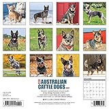 Image de Just Australian Cattle Dogs 2017 Calendar