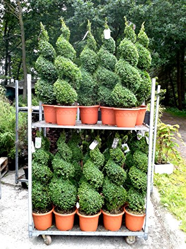 2 Buchsbaum Spiralen, Höhe: 110-120 cm, Bonsai, Buxus Formschnitt ! - 2