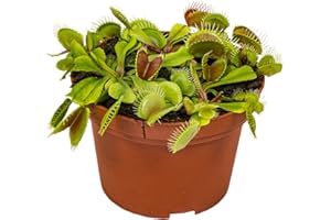 Bloomique - Dionaea Muscipula - Venusfliegenfalle - Fleischfressende Pflanzen - Höhe 10-15 cm - Topf 12 cm