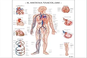 BELLETTI POSTER SCIENTIFICO: SISTEMA VASCOLARE