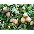 KALAPATI CHIKU/SOBADA (PACK OF 2) GRAFTED - Fruit Tree - Live Outdoor Garden Plant
