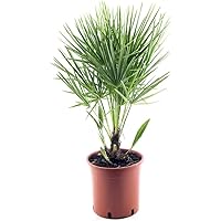 Winterharte Zwergpalme 50-60 cm Chamaerops humilis Eine der kältetolerantesten Palmenarten in Europa