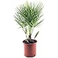 Winterharte Zwergpalme 50-60 cm Chamaerops humilis Eine der kältetolerantesten Palmenarten in Europa