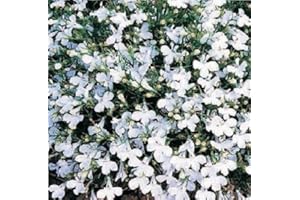 Just Seed - Flower - Trailing Lobelia - Fountain White - 5000 Seed - Annual