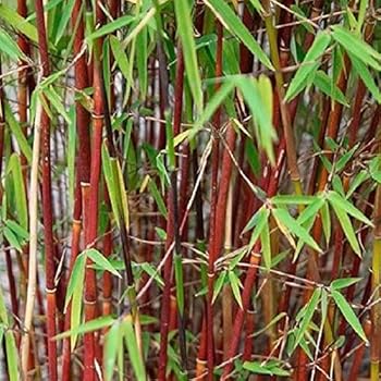 Fargesia scabrida Asian Wonder -Die Schöne- ca.60cm der