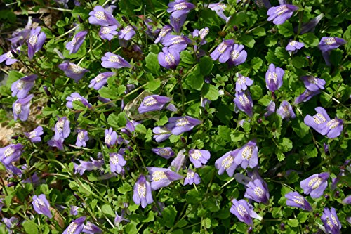 Mazus reptans (Chinese marshflower)-None-9 cm