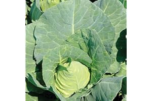 Gardeners Kitchen - Winter Cabbage Pointed - 'Offenham Compact' - 6 X MEDIUM plug vegetable plants.