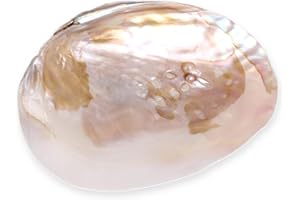 BUDAWI-DEKO Budawi® Perlmutt Muschelhälfte – Natur-Schale ca. 14×10 cm | Echte Perlmutt-Schale mit Perlglanz | Dekoschale, Schmuckschale, Räucherschale – teils mit Perlen