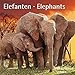 Elefanten Elephants 2017 - Broschürenkalender - Wandkalender - mit herausnehmbarem Poster - Format 30 x 30 cm by 