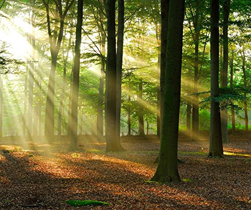 Fototapete STRAHLEN IM WALD Nr:6T-112 300x250cm Bild Bordüre Wanddekor wallpaper