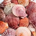 JUNERUSH Pink Artificial Sea Shell for Aquarium Shells for Craft Mixed Beach Shells Fish Tank vase Filler Landscape Decor (30Piece)