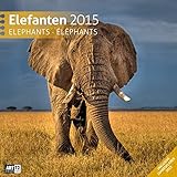 Image de Elefanten 30 x 30 cm 2015