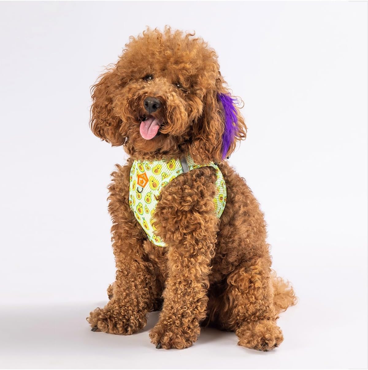 Pawstar Air-Mesh Poodle Köpek Göğüs Tasması (S) - Görsel 7