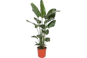 Green Bubble Trendyplants - Strelitzia Nicolai - paradisfågelblomma - krukväxt - krukstorlek 27 cm - höjd 170-190 cm