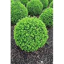 Japanische Hülse Ilex Crenata 'Twiggy' – Immergrüne Kugelform (45-50 Cm), Alternative Zu Buchsbaum