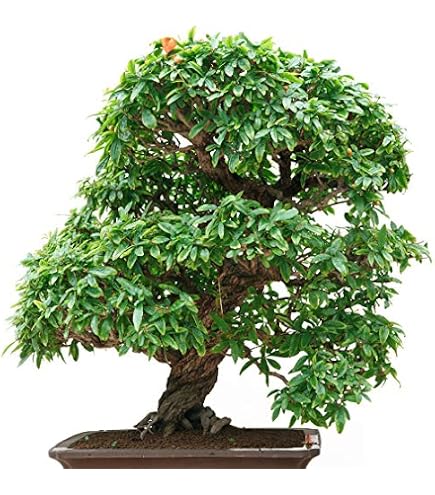 bonsai pflanze ikea Potted S-Shape Bonsai Tree | Designer Ceramic Pot main image 0