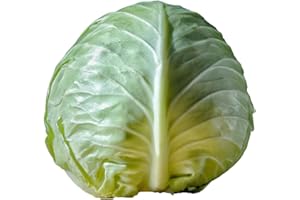 amorebio Weisskohl (1 x 2000 gr)