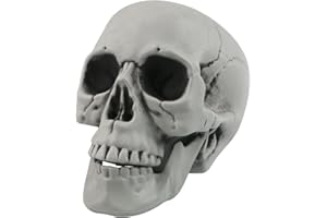 FANGOO Skeleton Head for Halloween Decorations Life Size Human Skull Head Model 1:1 Replica Realistic Skull Skeleton Bone for Halloween Home Graveyard Outdoor Spooky Decor, 20 x 15 CM