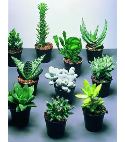 Mix 20 Succulente & Cactacee Vaso 6,5 - La Boutique del Verde
